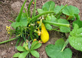 Heirloom Crookneck Squash Seeds – Yellow Summer Vegetable Garden, 10 Seeds, Early Crookneck Variety, Heirloom Cucurbita pepo