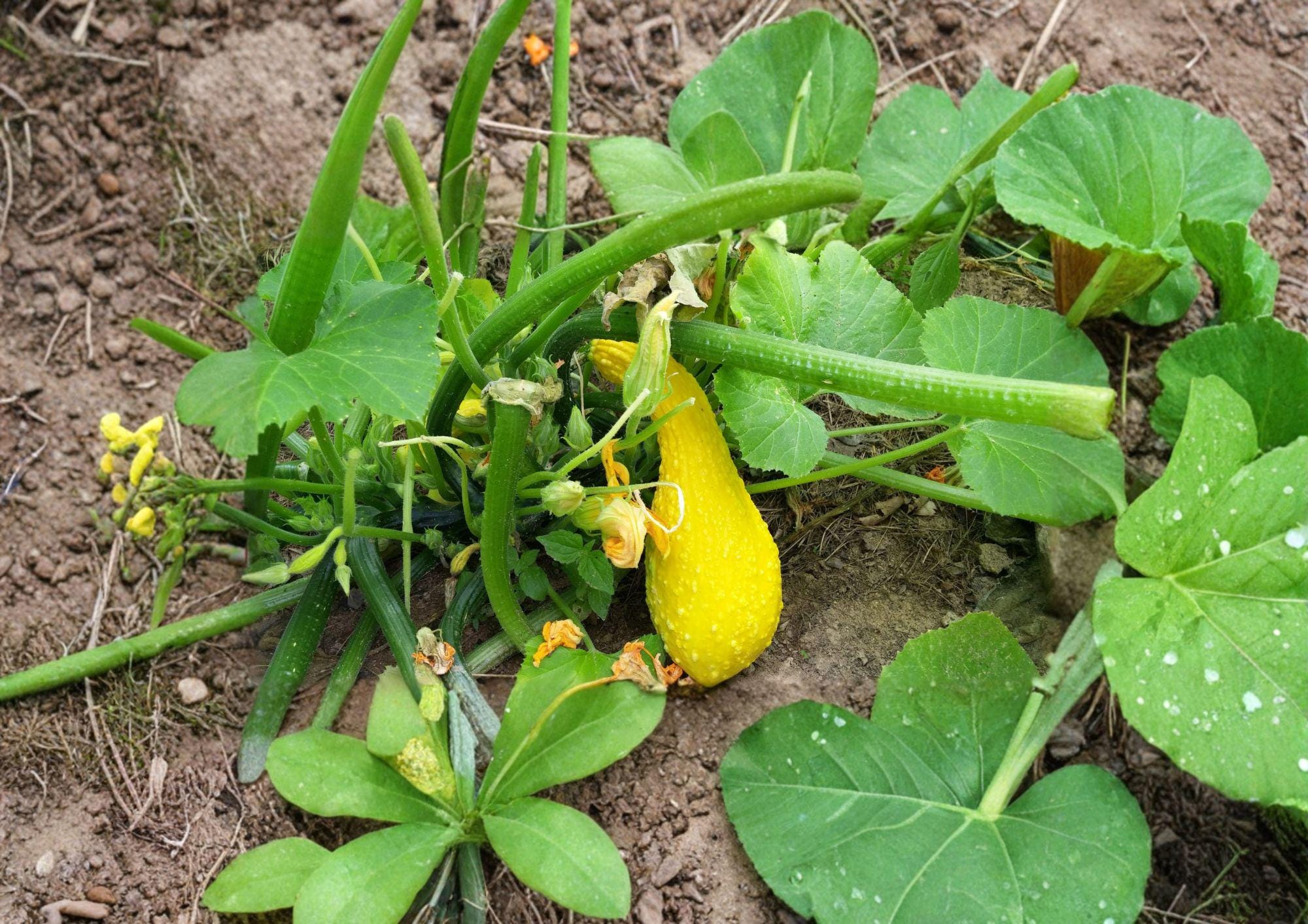 Heirloom Crookneck Squash Seeds – Yellow Summer Vegetable Garden, 10 Seeds, Early Crookneck Variety, Heirloom Cucurbita pepo
