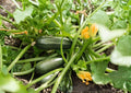 Dark Green Zucchini Seeds – Heirloom Summer Squash, Tender Vegetable, 10 Seeds for Home Garden, Reliable, High Yield, Organic