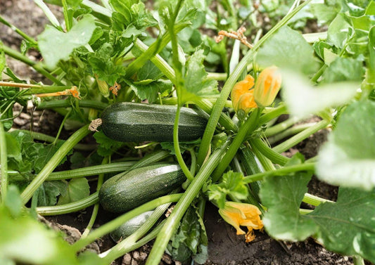 Dark Green Zucchini Seeds – Heirloom Summer Squash, Tender Vegetable, 10 Seeds for Home Garden, Reliable, High Yield, Organic