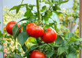 Ace 55 Tomato Seeds – Heirloom Slicing Variety for Warm Season Gardens, Medium to Large Red Tomatoes, Low Acid Flavor