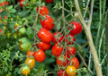 Heirloom Roma Tomato Seeds – Plum Paste Variety for Sauces, Canning, Cooking – Solanum lycopersicum