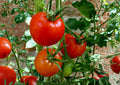 Floradel Tomato Seeds – Heirloom Red Slicing Variety for Warm Climates, 30 Premium Seeds, Heat-Tolerant, Suitable for Garden & Containers