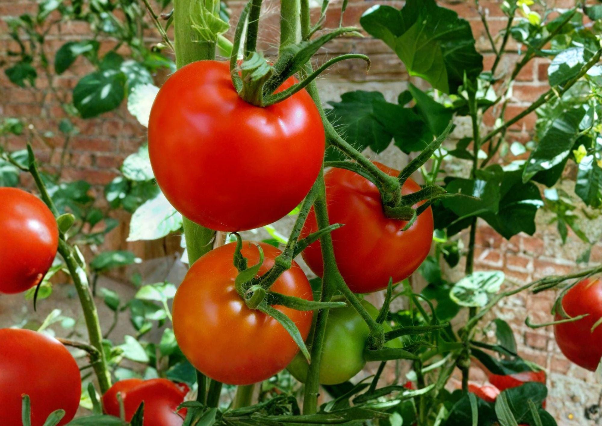 Floradel Tomato Seeds – Heirloom Red Slicing Variety for Warm Climates, 30 Premium Seeds, Heat-Tolerant, Suitable for Garden & Containers