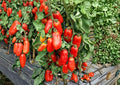 San Marzano Tomato Seeds – Heirloom Italian Paste Variety for Sauces, Canning, Gourmet Cooking – Indeterminate, Rich Flavor