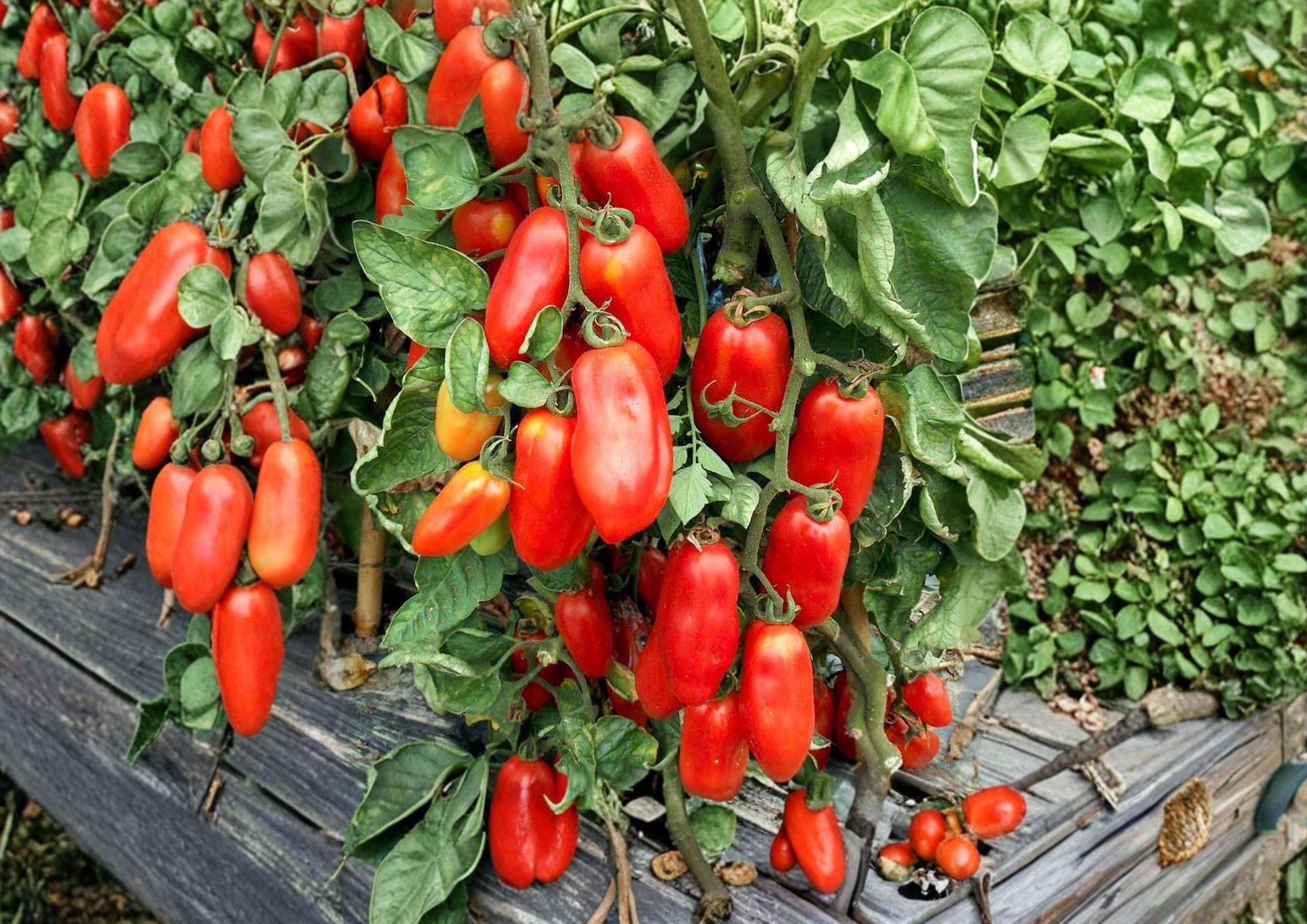 San Marzano Tomato Seeds – Heirloom Italian Paste Variety for Sauces, Canning, Gourmet Cooking – Indeterminate, Rich Flavor