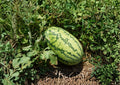 Jubilee Watermelon Seeds – Heirloom Sweet Red Melon, Large Oblong Fruit, Premium Garden Vegetable Seeds
