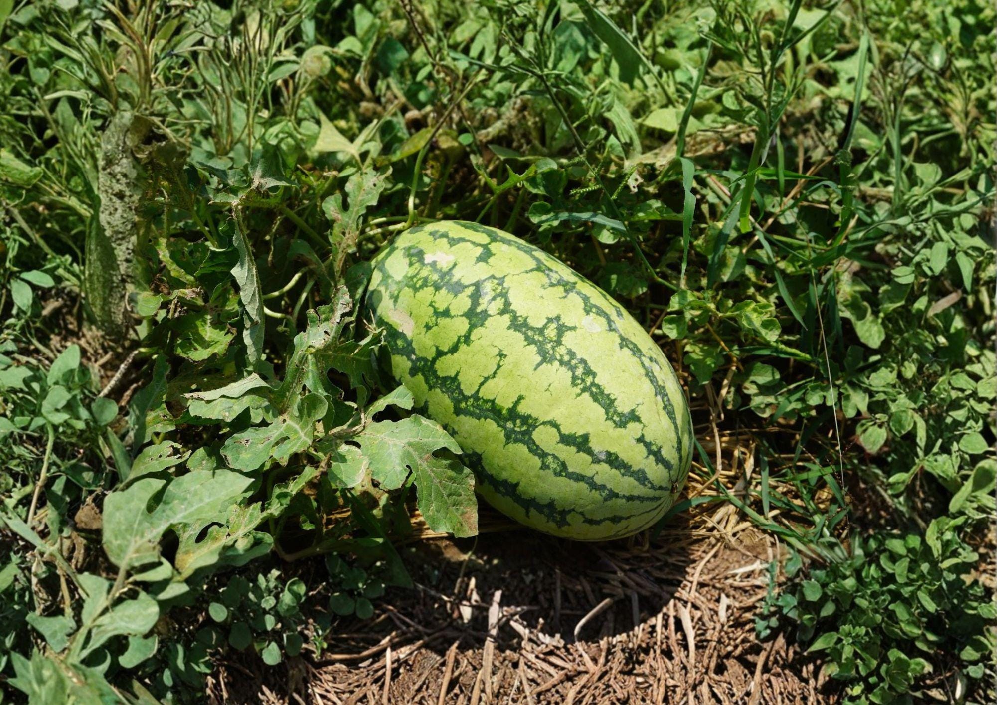 Jubilee Watermelon Seeds – Heirloom Sweet Red Melon, Large Oblong Fruit, Premium Garden Vegetable Seeds