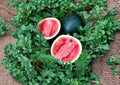 Sugar Baby Watermelon Seeds – Heirloom Small Melon for Home Gardens, Compact, Sweet Red Flesh, 10 Premium Seeds