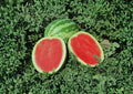 Crimson Sweet Watermelon Seeds – Heirloom Large Striped Melon Seeds for Juicy Red Flesh, Garden Planting