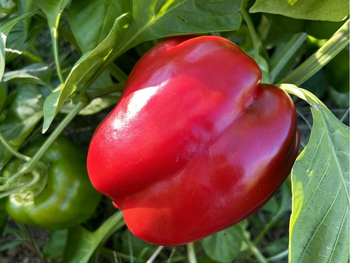 Yolo Wonder Bell Pepper Seeds – Sweet Thick-Walled Blocky Fruits, Non-GMO, Capsicum annuum, for Home Garden, Container & Raised Bed Growing