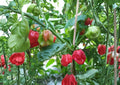 Caribbean Red Habanero Pepper Seeds – 25 Heirloom Tropical Chili Seeds for Hot Sauces & Spicy Dishes
