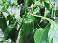 Early Jalapeno Pepper Seeds – 25 Count, Medium Heat Salsa Type, Green to Red Ripening, Capsicum annuum