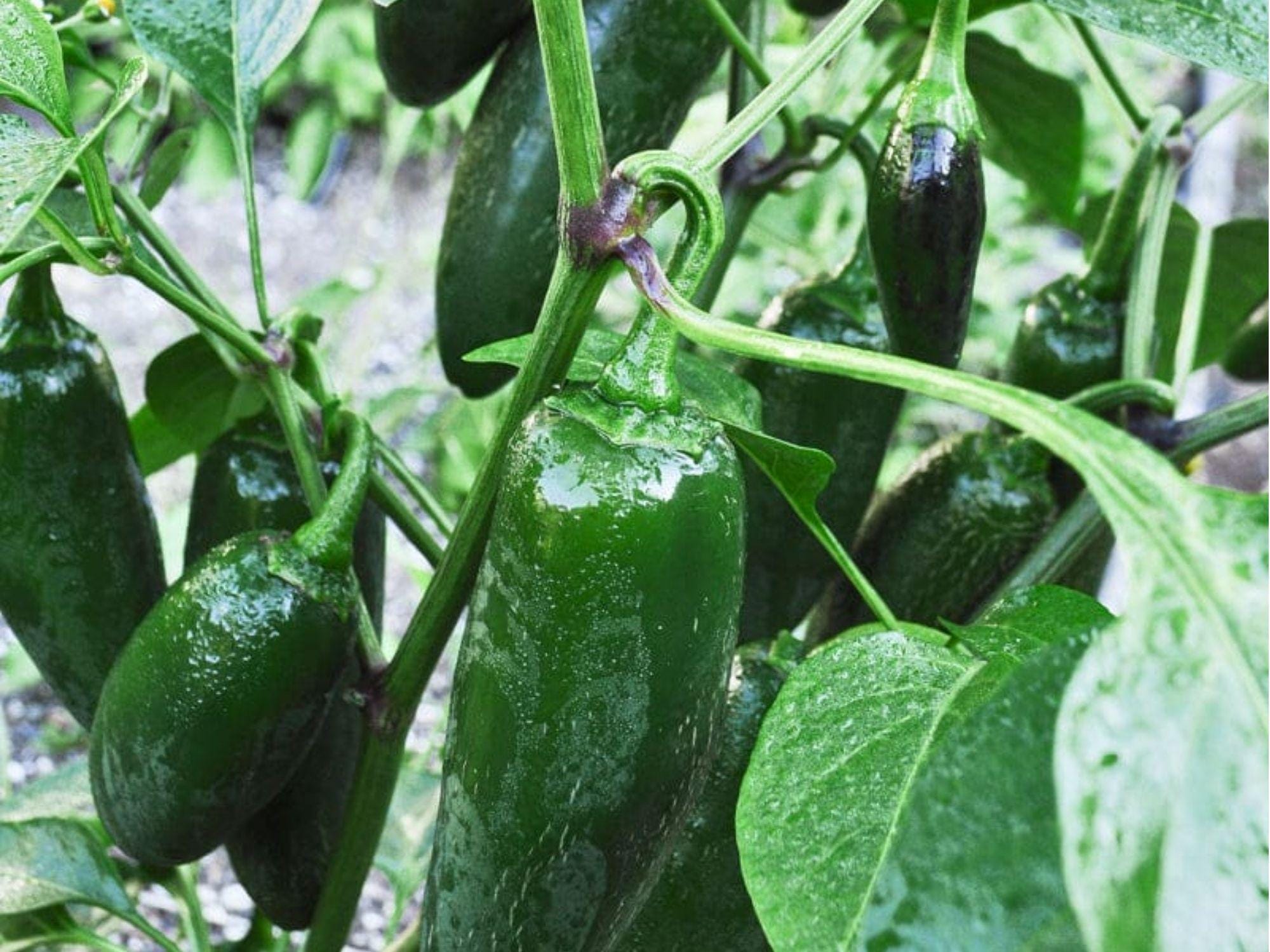 Early Jalapeno Pepper Seeds – 25 Count, Medium Heat Salsa Type, Green to Red Ripening, Capsicum annuum