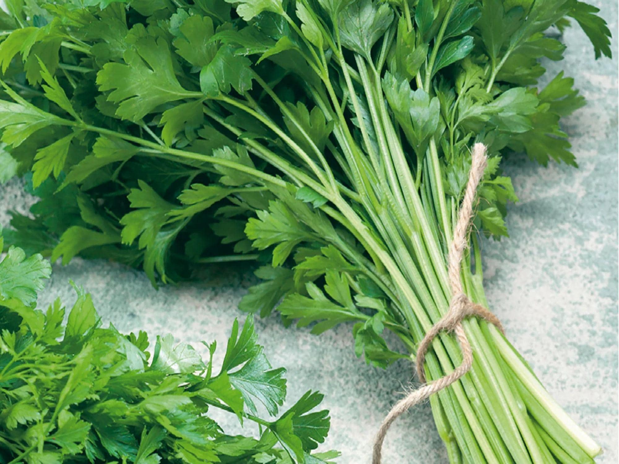 Italian Giant Parsley Seeds – Flat-Leaf Herb, Heirloom, Non-GMO, Petroselinum crispum var. neapolitanum, 500 Seeds