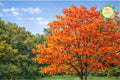 Sassafras Tree Bare Root 2 Pack - Sassafras Albidum Native Deciduous Shade Tree for Garden Landscaping