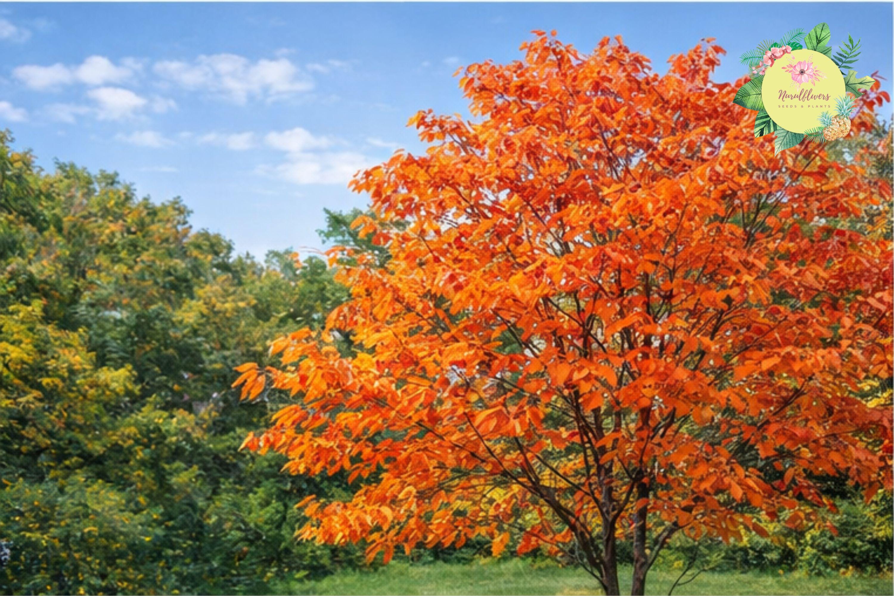Sassafras Tree Bare Root 2 Pack - Sassafras Albidum Native Deciduous Shade Tree for Garden Landscaping