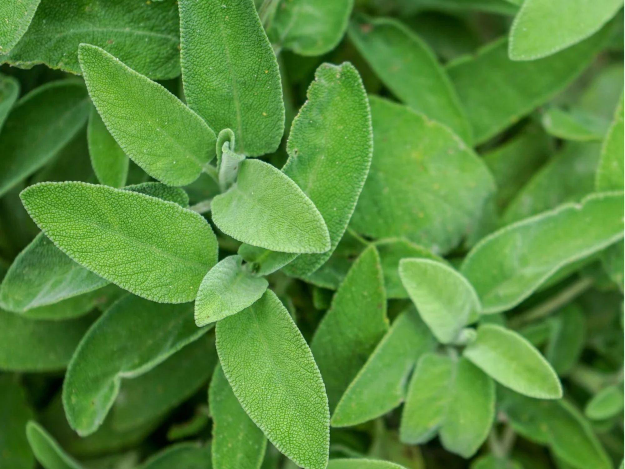 Broadleaf Sage Seeds – Heirloom, Non-GMO Culinary & Medicinal Herb (Salvia officinalis) | Perennial Herb for Gardens