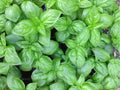 Genovese Basil Seeds – 500 Heirloom Non-GMO Italian Culinary Herb (Ocimum basilicum) for Pesto & Cooking