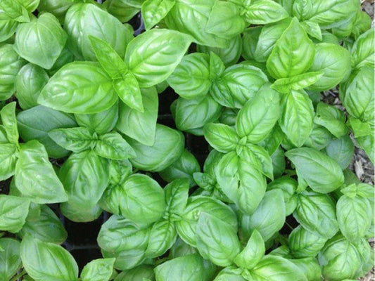 Genovese Basil Seeds – 500 Heirloom Non-GMO Italian Culinary Herb (Ocimum basilicum) for Pesto & Cooking