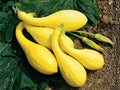 Japanese Red Kuri Squash Seeds – Uchiki Kuri Winter Heirloom, Nutty Flavor, Teardrop Shape, Gourmet Vegetable, 5 Seeds