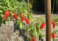 Fresno Chile Hot Pepper Seeds – Heirloom, Medium Heat, Fruity Flavor, Garden Growing, 25 Seeds