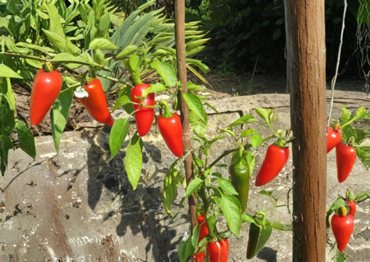 Fresno Chile Hot Pepper Seeds – Heirloom, Medium Heat, Fruity Flavor, Garden Growing, 25 Seeds