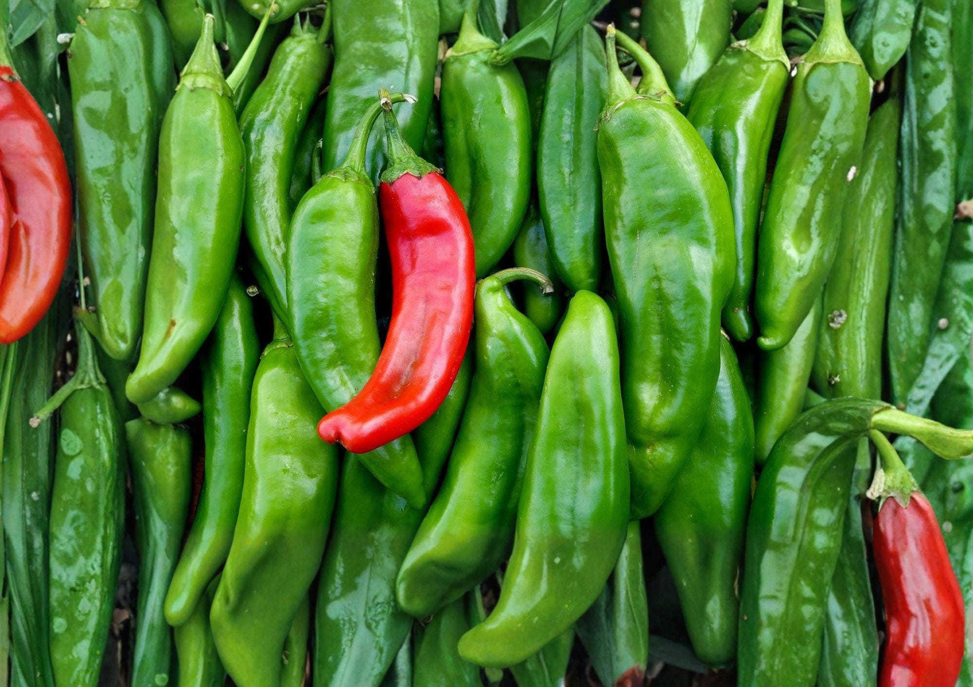 Sandia Hot Pepper Seeds – Heirloom New Mexico Red Green Chili Garden Growing – Medium Hot, Long Tapered Peppers, Capsicum annuum
