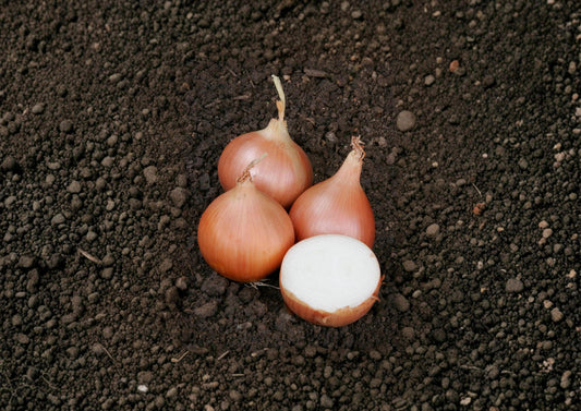 Texas Grano 502 Onion Seeds – Heirloom Short-Day Yellow Onion Seeds for Slicing & Cooking, 50 Seeds