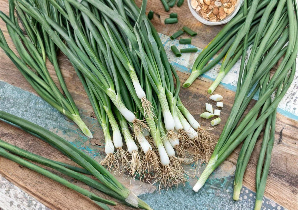 White Lisbon Bunching Onion Seeds – Heirloom, Cool Season, Green Tops, Non-Bulbing, Edible Green Onion Seeds