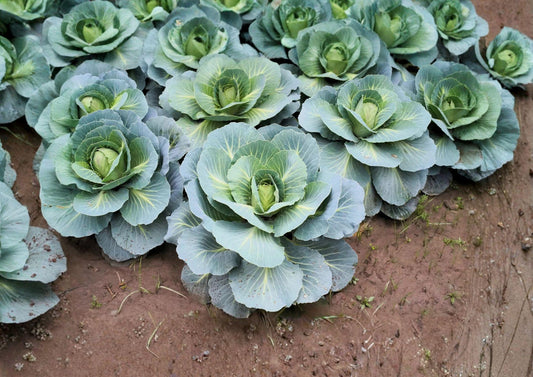 Danish Ballhead Cabbage Seeds – Heirloom Vegetable Seeds for Cool Season Gardens, Large Green Heads, 500 Seeds