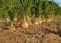 Walla Walla Sweet Onion Seeds – Heirloom Yellow Bulb Variety for Mild, Sweet Flavor – 50 Premium Vegetable Seeds