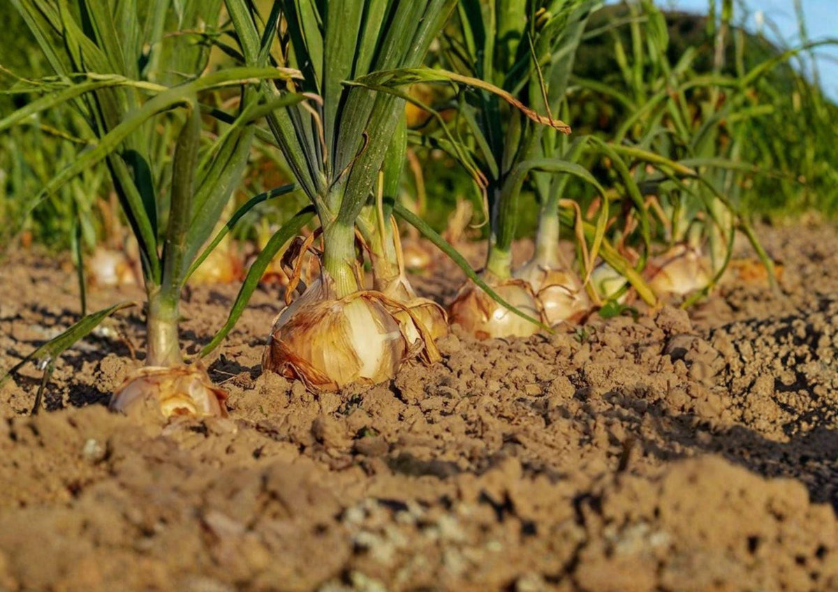 Walla Walla Sweet Onion Seeds – Heirloom Yellow Bulb Variety for Mild, Sweet Flavor – 50 Premium Vegetable Seeds