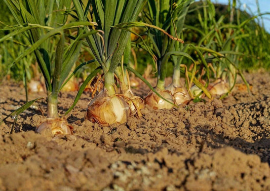Walla Walla Sweet Onion Seeds – Heirloom Yellow Bulb Variety for Mild, Sweet Flavor – 50 Premium Vegetable Seeds
