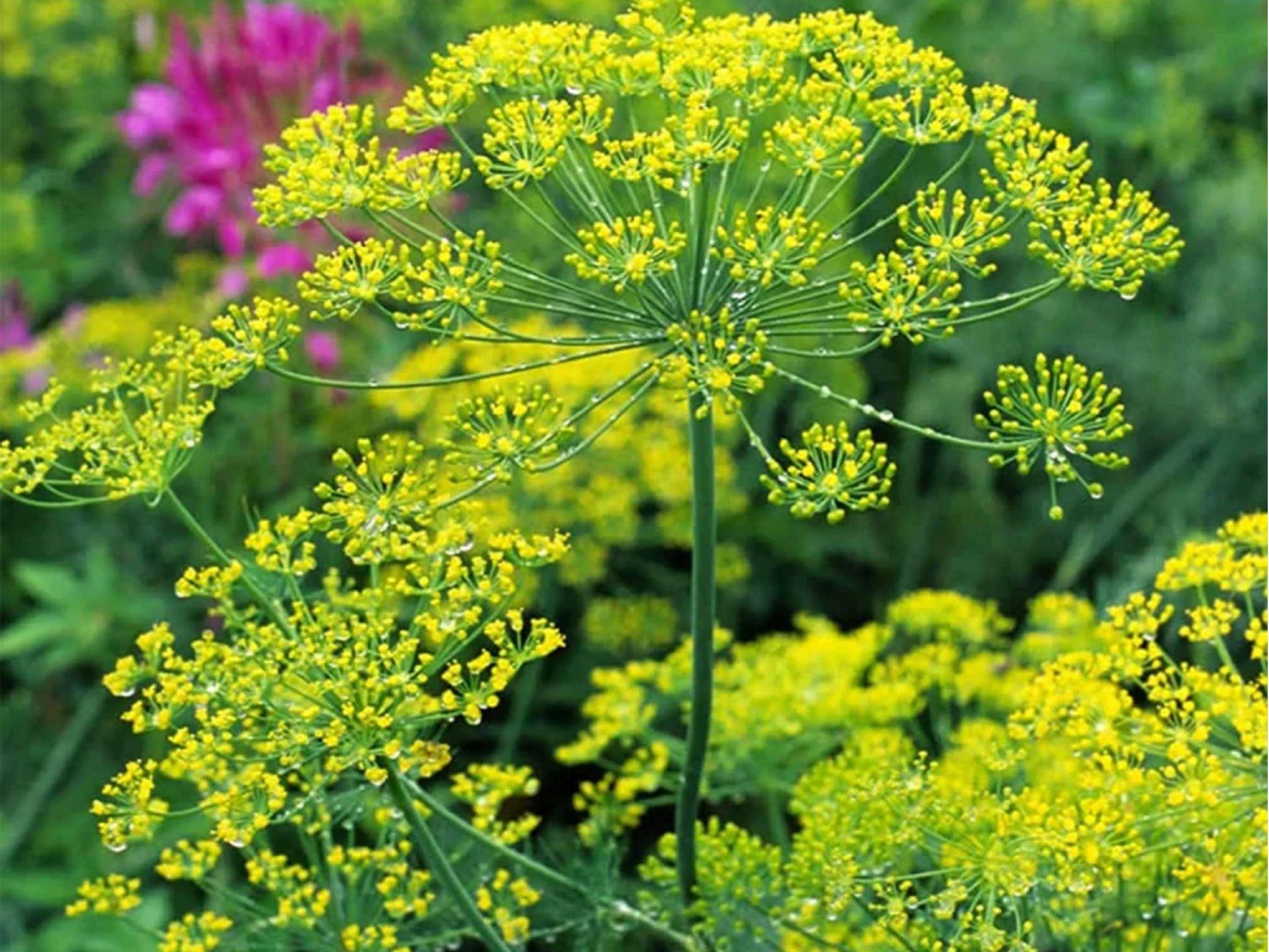 Bouquet Dill Seeds – 500 Heirloom Non-GMO Culinary Herb & Pollinator Magnet (Anethum graveolens)