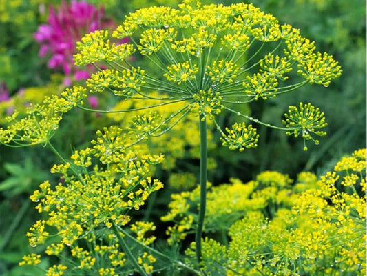 Bouquet Dill Seeds – 500 Heirloom Non-GMO Culinary Herb & Pollinator Magnet (Anethum graveolens)