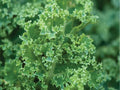 Dwarf Blue Curled Kale Seeds – Heirloom, Non-GMO, Cold Hardy, Compact Superfood Brassica oleracea