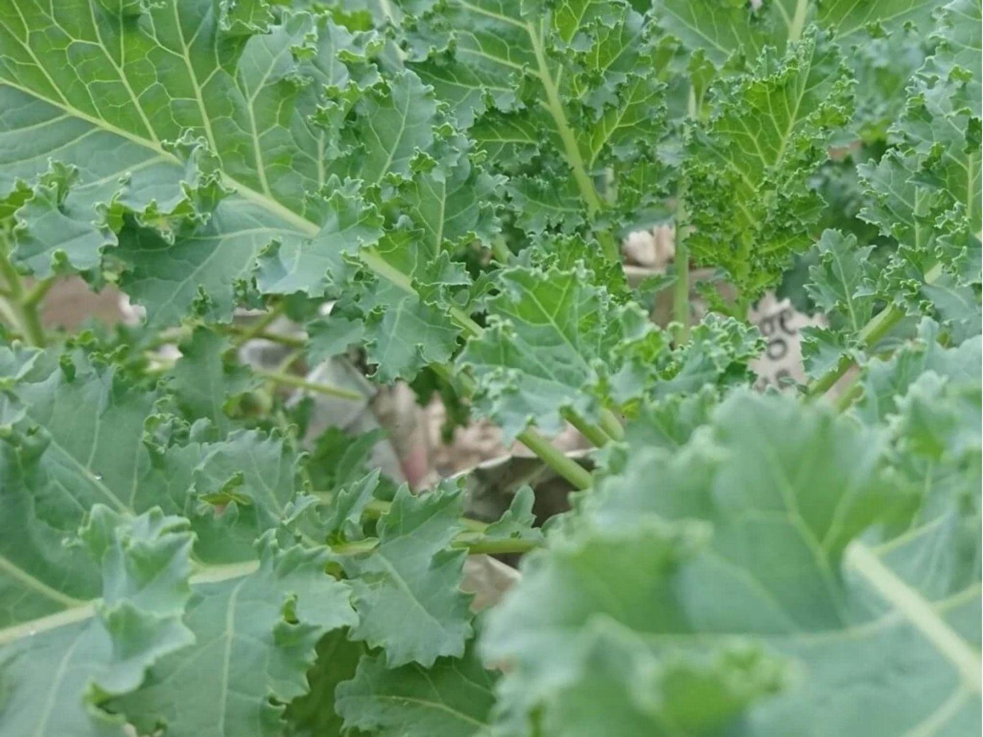 Dwarf Siberian Kale Seeds – Heirloom, Non-GMO, Cold Hardy Green Brassica napus, Tender, Fast-Growing, Cool-Season Greens