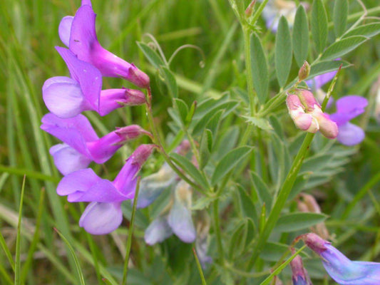 Hairy Vetch Seeds 100 Pack | Purple Cover Crop Legume Vicia villosa for Soil Improvement & Nitrogen Fixing