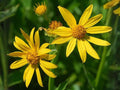 Venus Looking Glass Wildflower Seeds – Native Violet-Blue Star-Shaped Blooms for Pollinator Gardens & Meadows