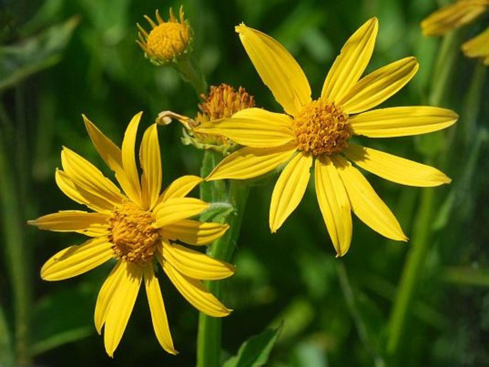 Venus Looking Glass Wildflower Seeds – Native Violet-Blue Star-Shaped Blooms for Pollinator Gardens & Meadows
