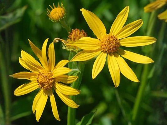 Venus Looking Glass Wildflower Seeds – Native Violet-Blue Star-Shaped Blooms for Pollinator Gardens & Meadows