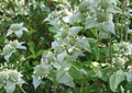 Mountain Mint Herb Seeds – Heirloom Aromatic Perennial, Pollinator Friendly, Herbal Tea & Garden Plant, Mentha canadensis