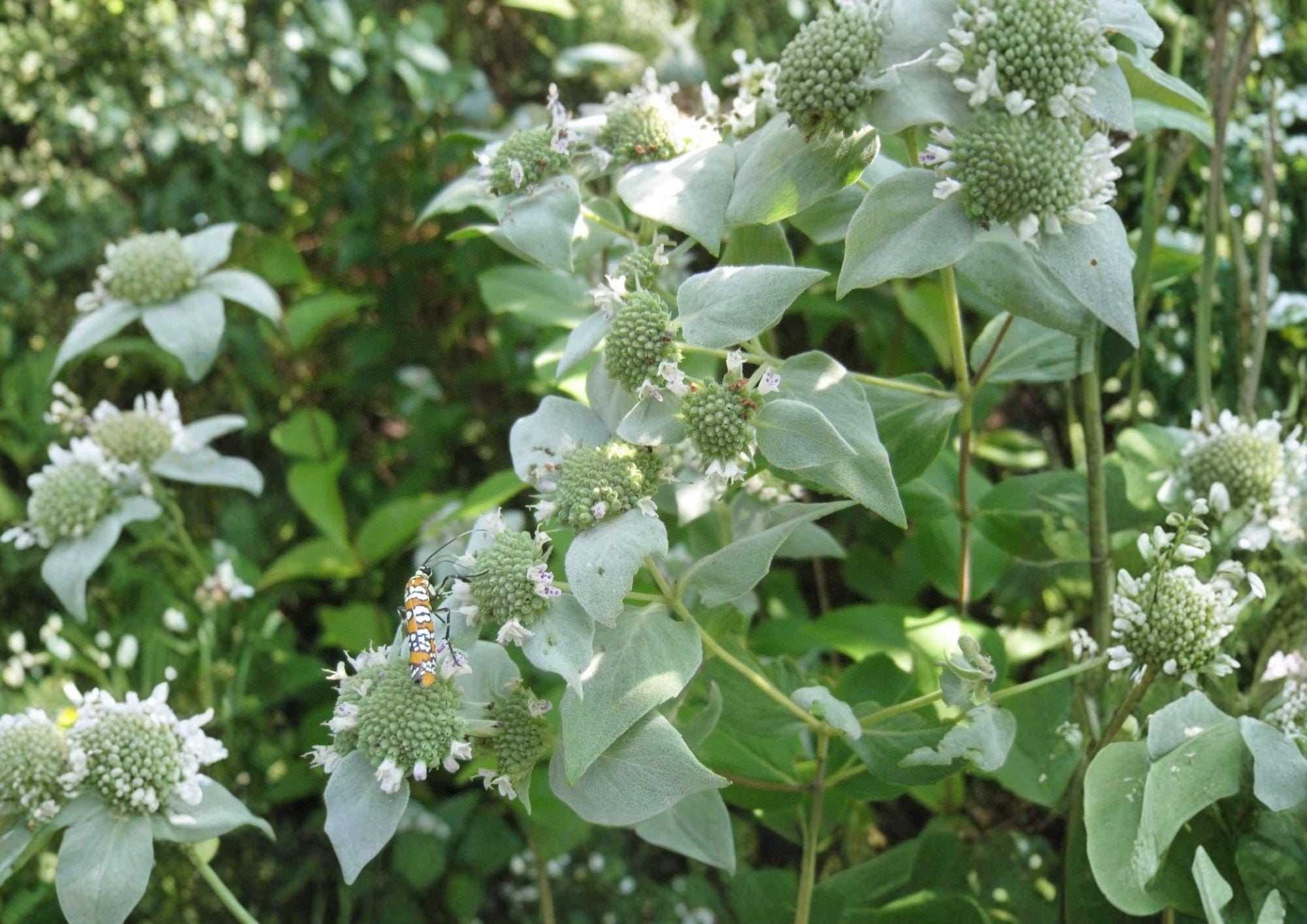 Mountain Mint Herb Seeds – Heirloom Aromatic Perennial, Pollinator Friendly, Herbal Tea & Garden Plant, Mentha canadensis