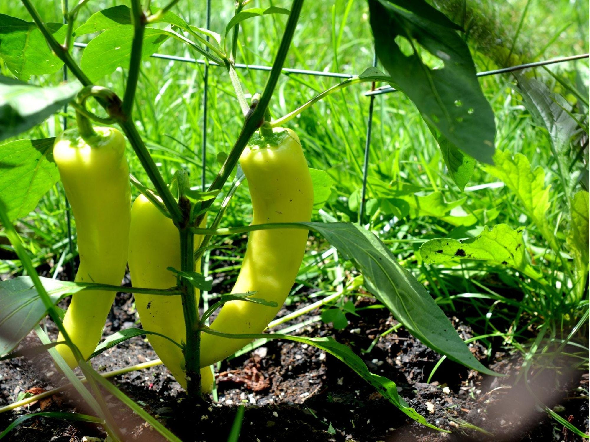 Sweet Banana Pepper Seeds – 25 Count, Mild Yellow Frying Peppers, Non-GMO Capsicum annuum for Fresh, Pickled & Cooking