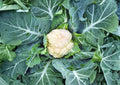Self Blanching Cauliflower Seeds – 500 Heirloom Vegetable Seeds for Spring & Fall Gardens, Compact White Heads, Cool Season Crop