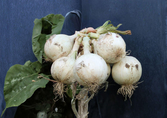 Ringmaster Onion Seeds – 50 Heirloom Large White Bulb Seeds for Long Day Gardens, Mild Sweet Flavor, Perfect for Slicing and Cooking