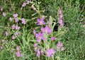 Fireweed Seeds 100 Pack – Pink Spike Wildflower, Hardy Perennial, Pollinator Friendly, Chamaenerion Angustifolium