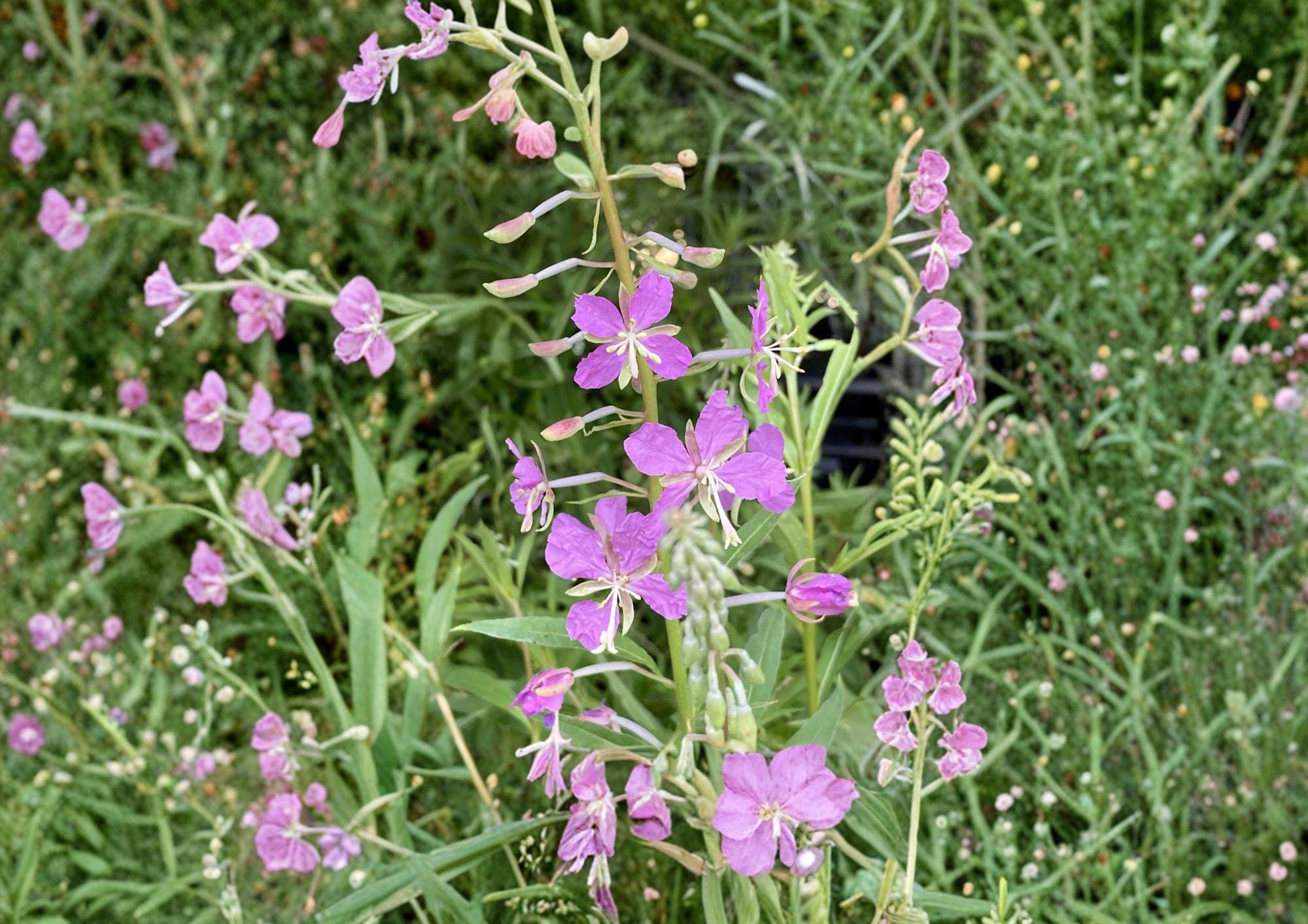 Fireweed Seeds 100 Pack – Pink Spike Wildflower, Hardy Perennial, Pollinator Friendly, Chamaenerion Angustifolium
