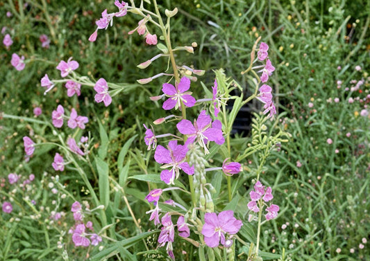 Fireweed Seeds 100 Pack – Pink Spike Wildflower, Hardy Perennial, Pollinator Friendly, Chamaenerion Angustifolium
